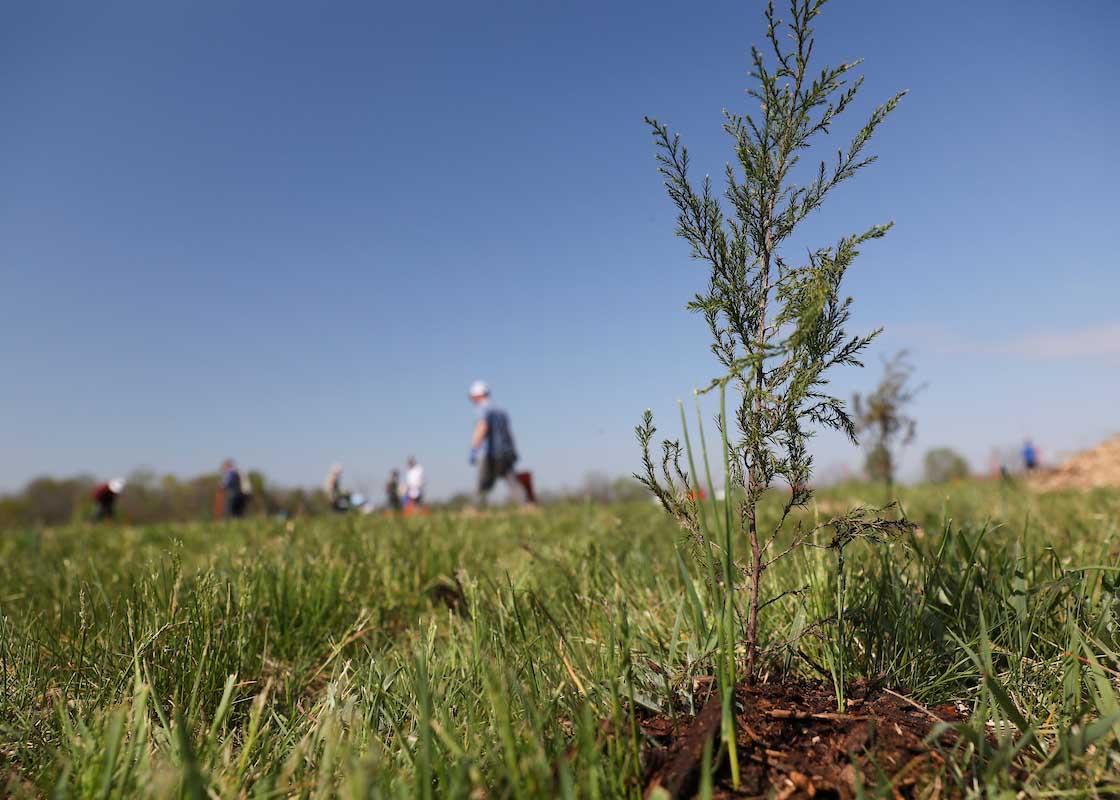 Sapling