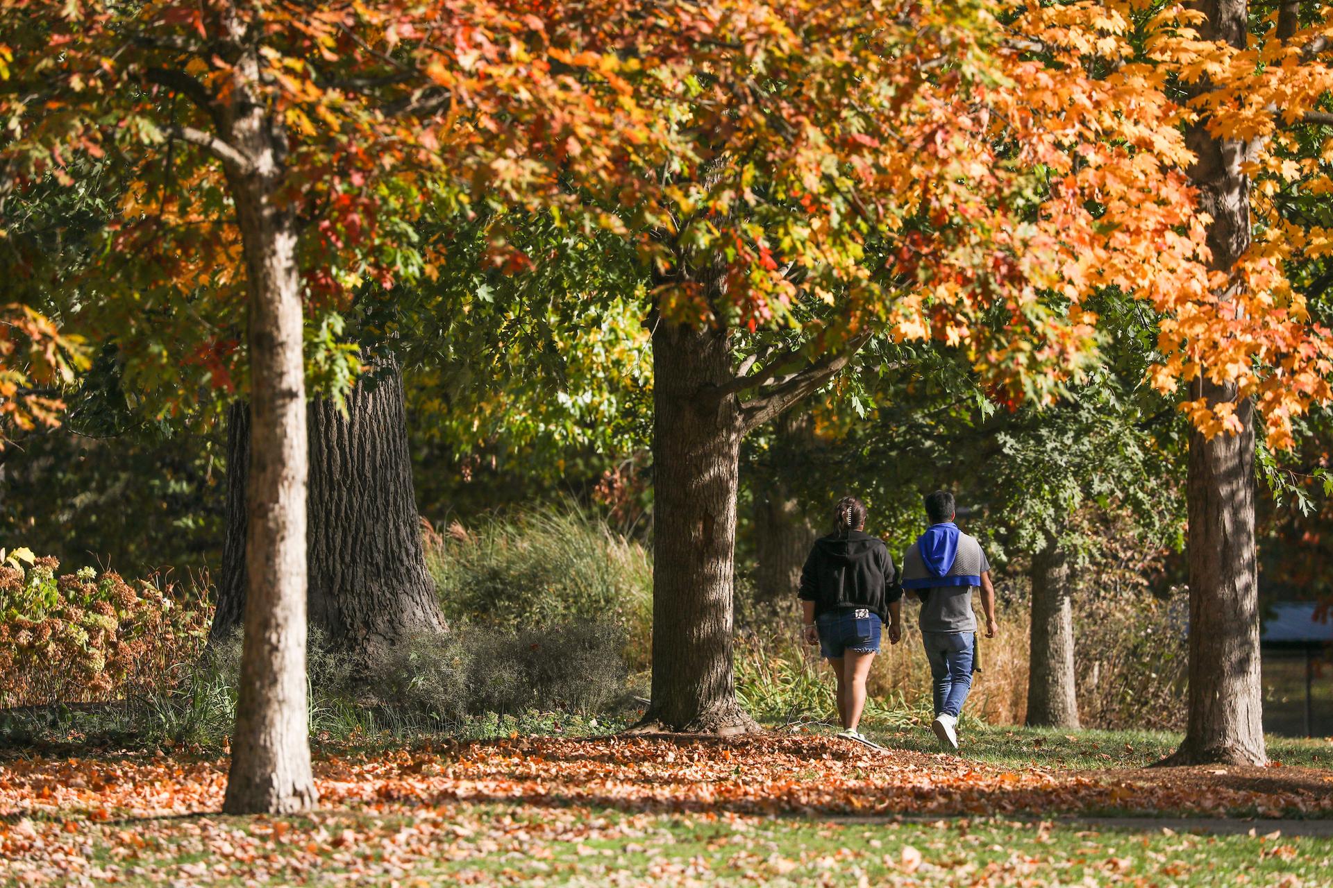 Two people walk under beautiful autumn trees.