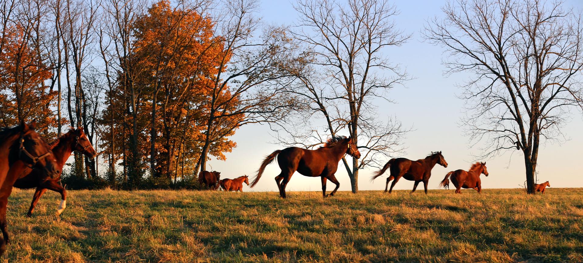 Horses running in an open field at a Lexington horse farm