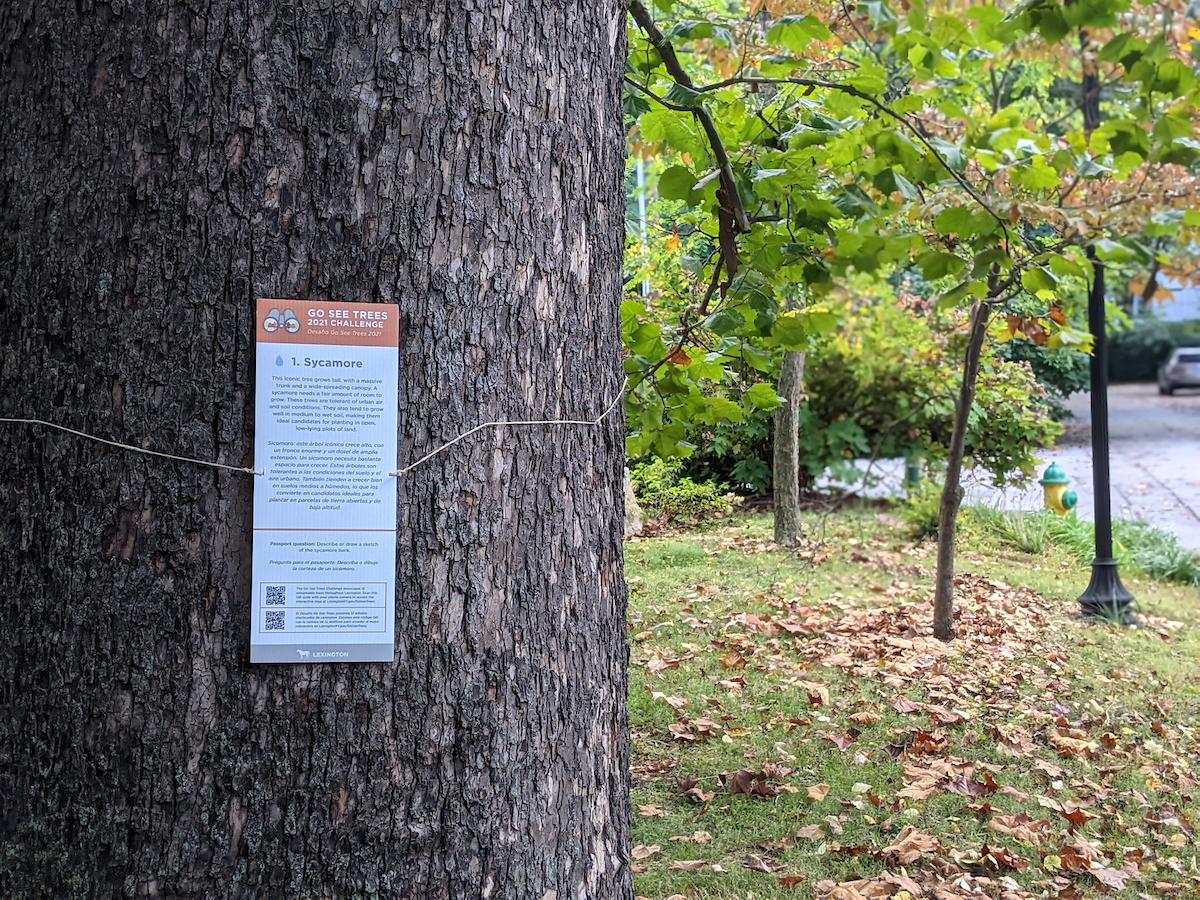 A Go See Trees Sign hangs on a tree.