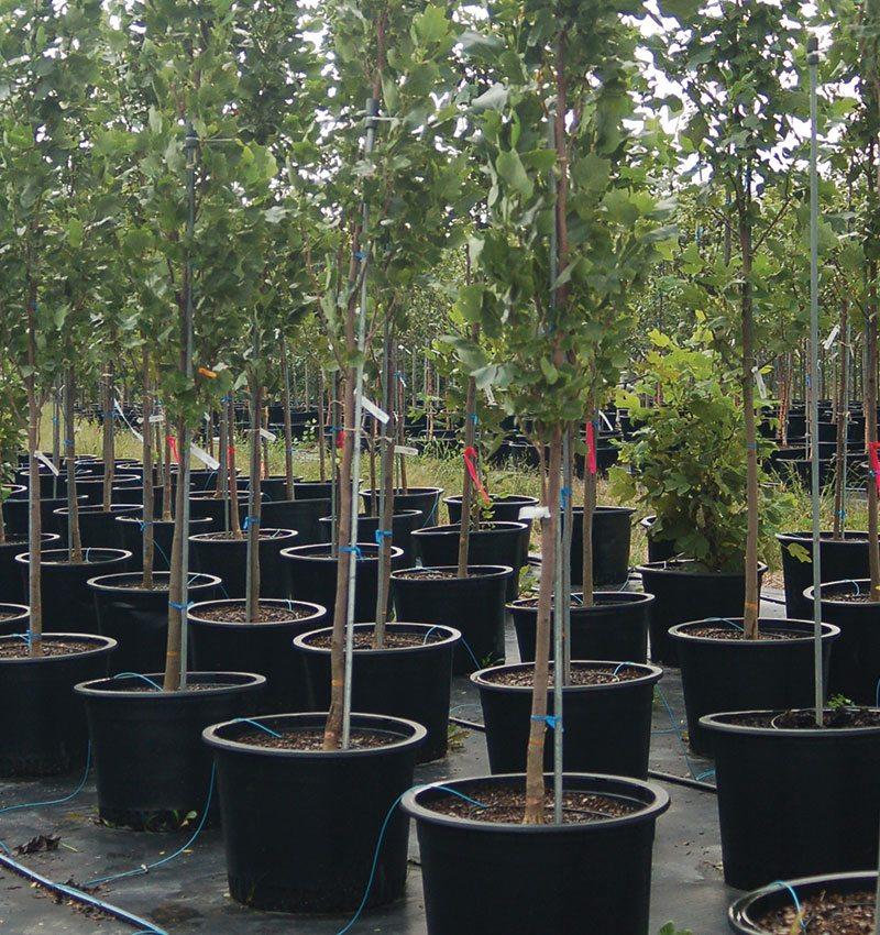 Potted trees.
