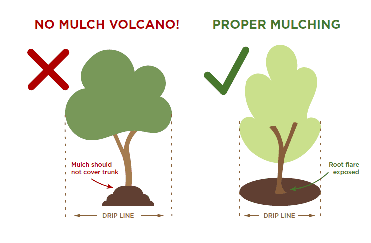 Diagram showing proper tree mulching.