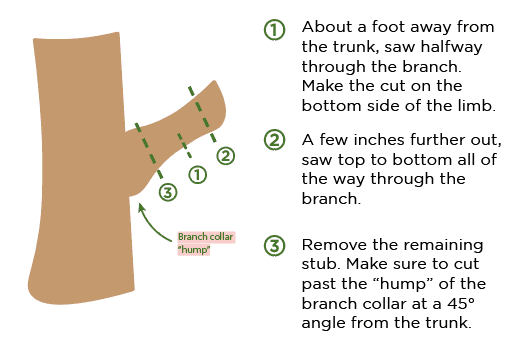Diagram of proper tree pruning.