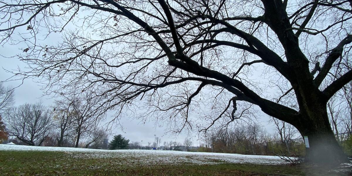 a large bur oak tree on an overcast day in the winter with a dusting of snow on the ground