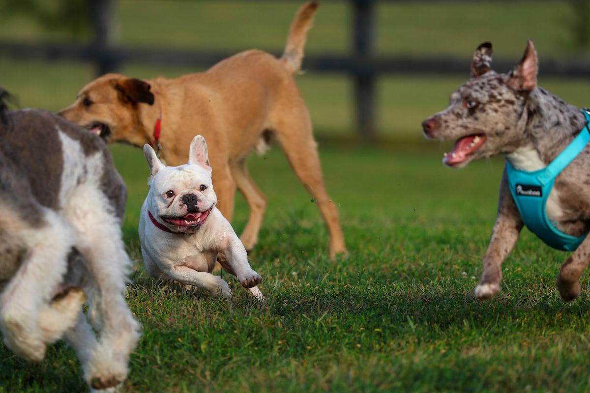 Dogs playing in a dog park