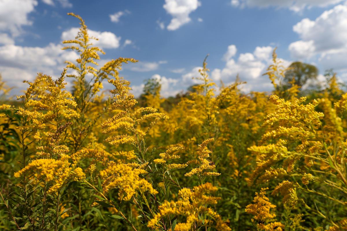 Native plants in a park
