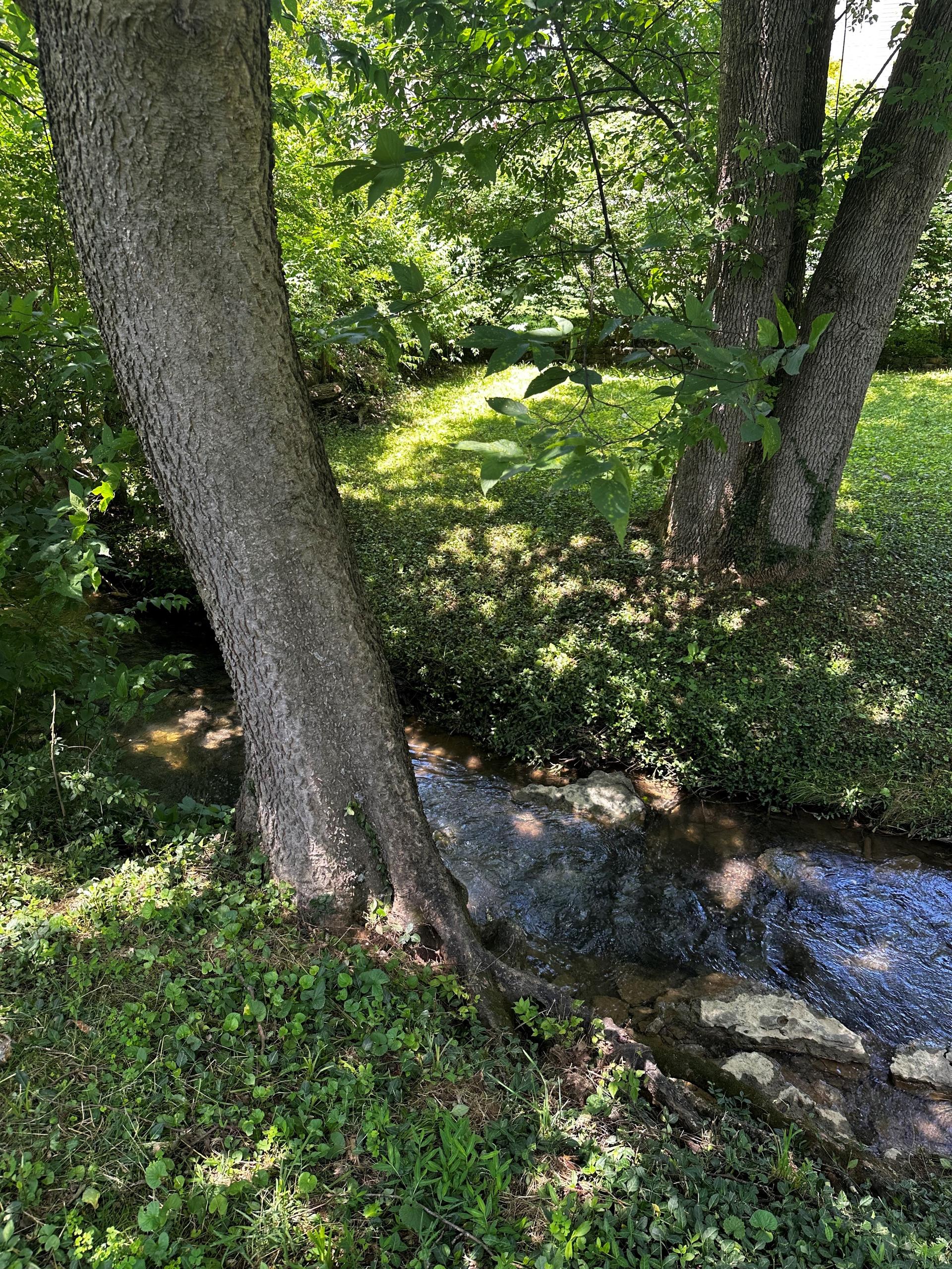 Brighton Woods FY15 grant